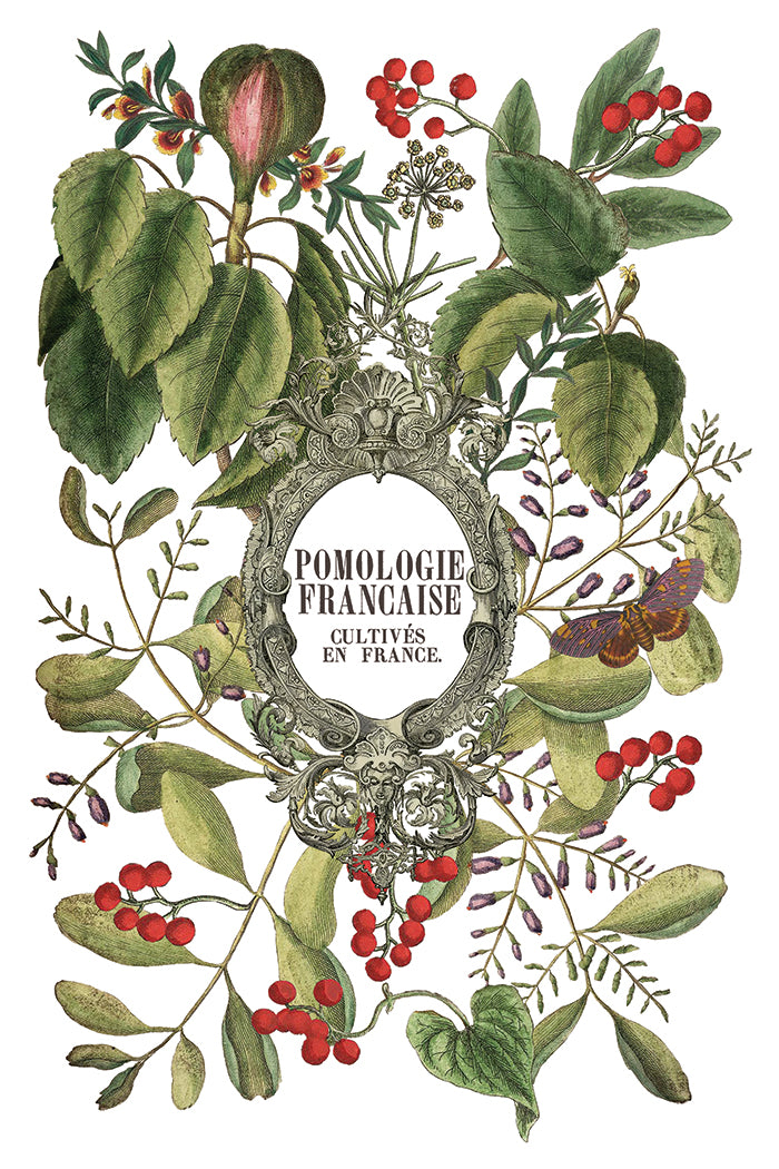 Clémentine Transfer by Iron Orchid Designs IOD Christmas 2025 Édition limitée