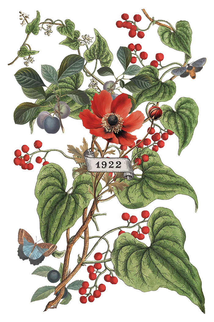 Clémentine Transfer by Iron Orchid Designs IOD Christmas 2025 Édition limitée