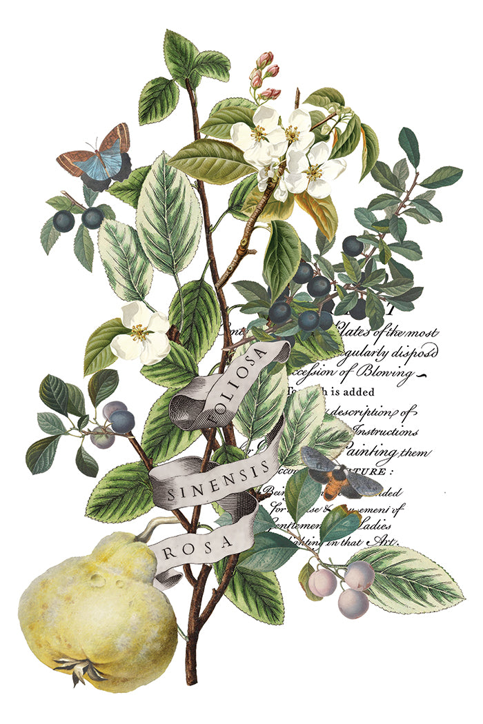 Clémentine Transfer by Iron Orchid Designs IOD Christmas 2025 Édition limitée