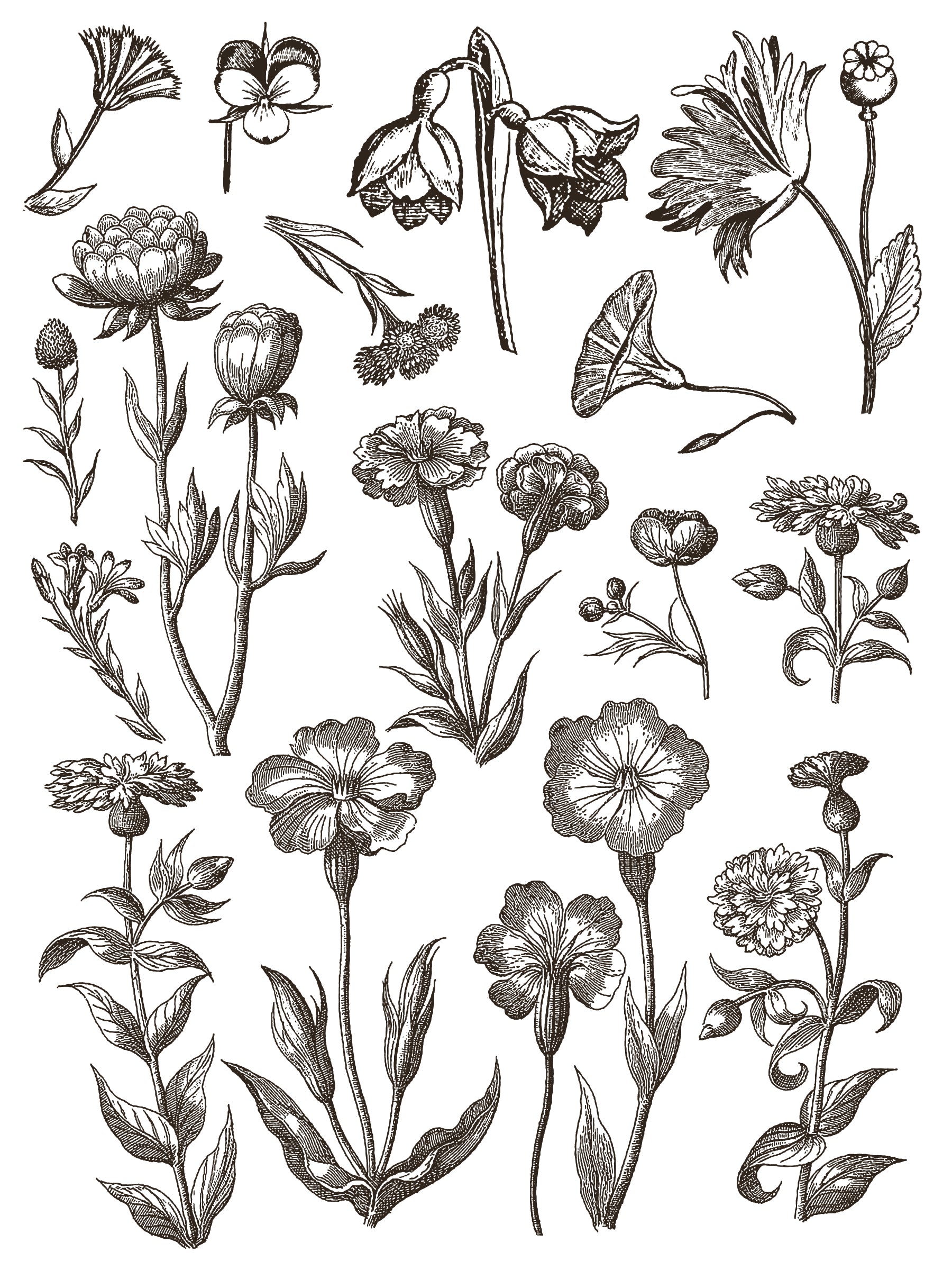Floriographie Farbe Inlay von Iron Orchid Designs IOD Sommer 2025